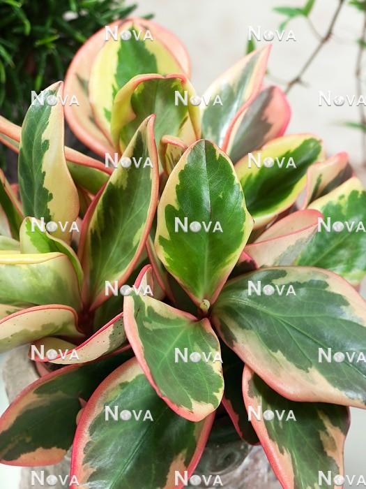 Peperomia Clusiifolia Ginny - View 13 from www redcrocus com