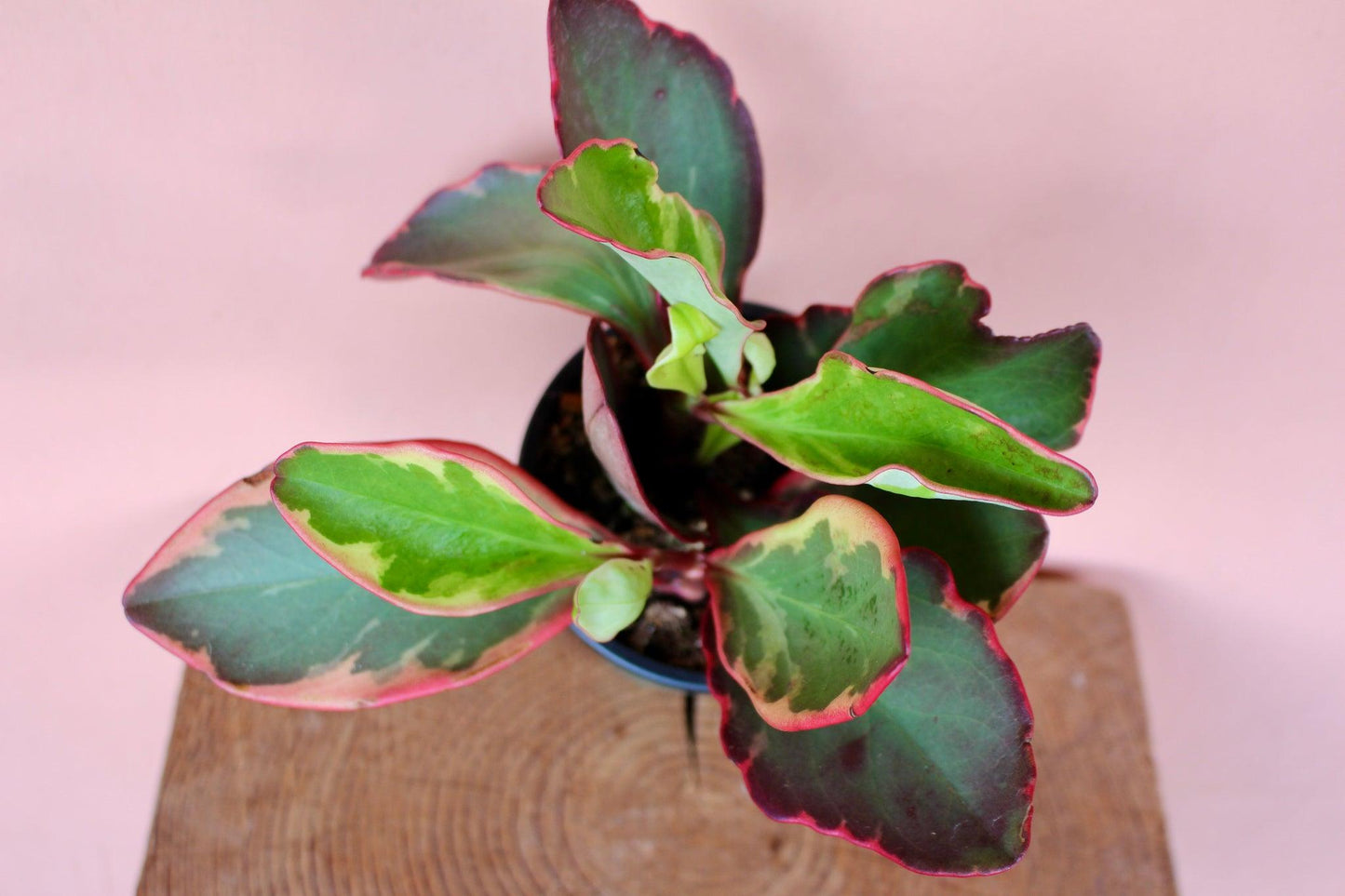Peperomia Clusiifolia Ginny - View 14 from www redcrocus com