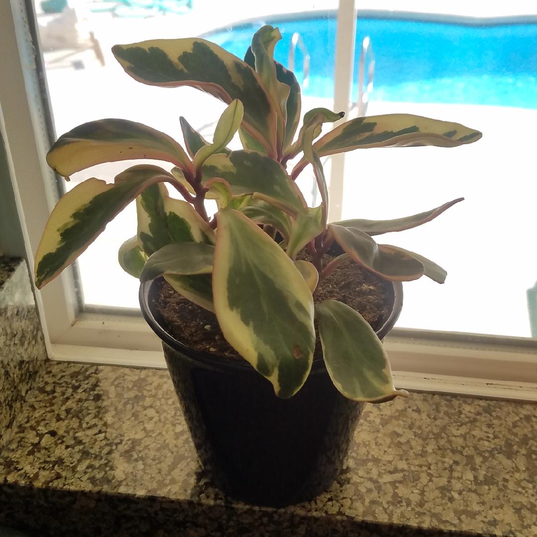 Peperomia Clusiifolia Ginny - View 15 from www redcrocus com