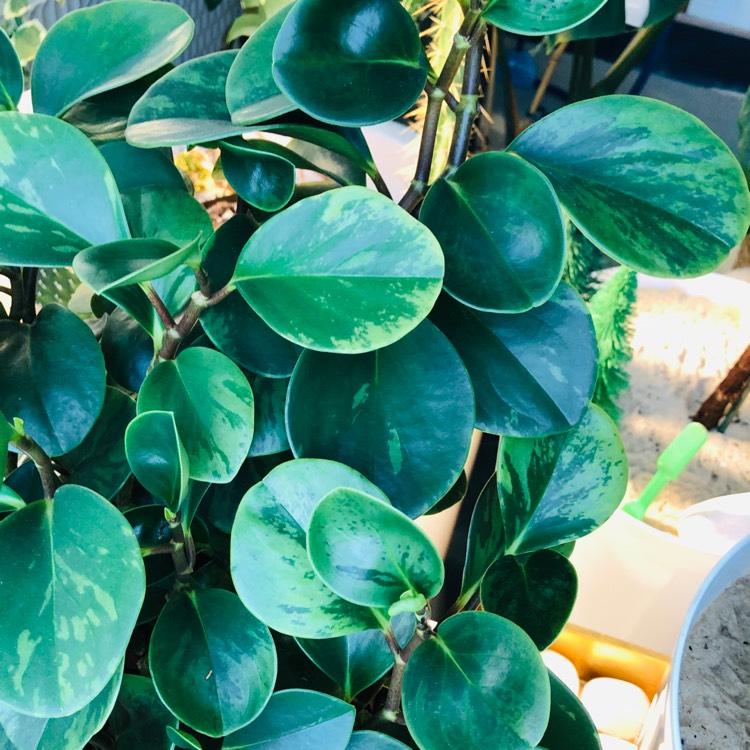 Peperomia Clusiifolia Ginny - View 16 from www redcrocus com