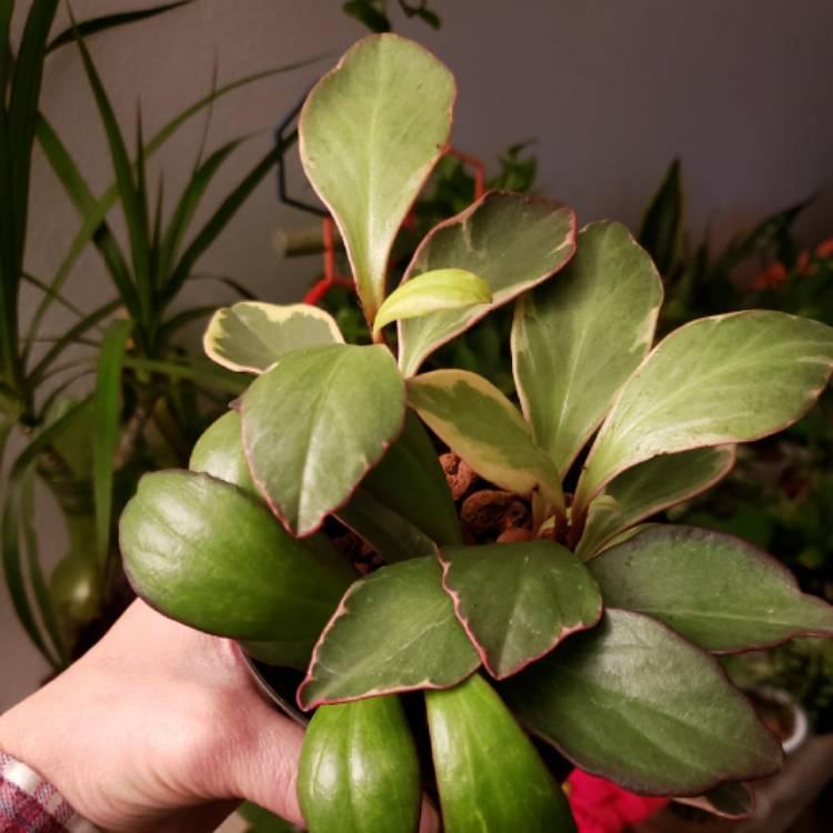 Peperomia Clusiifolia Ginny - View 17 from www redcrocus com