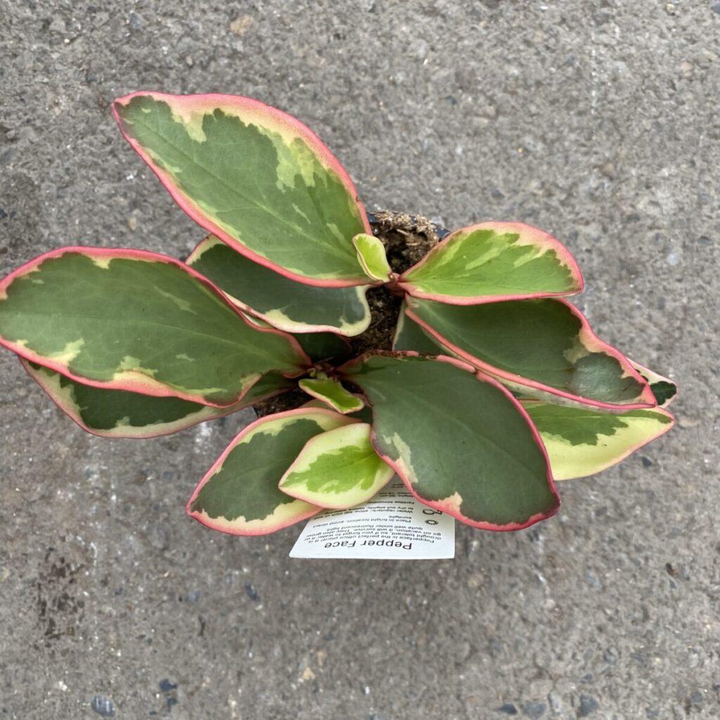 Peperomia Clusiifolia Ginny - View 18 from www redcrocus com