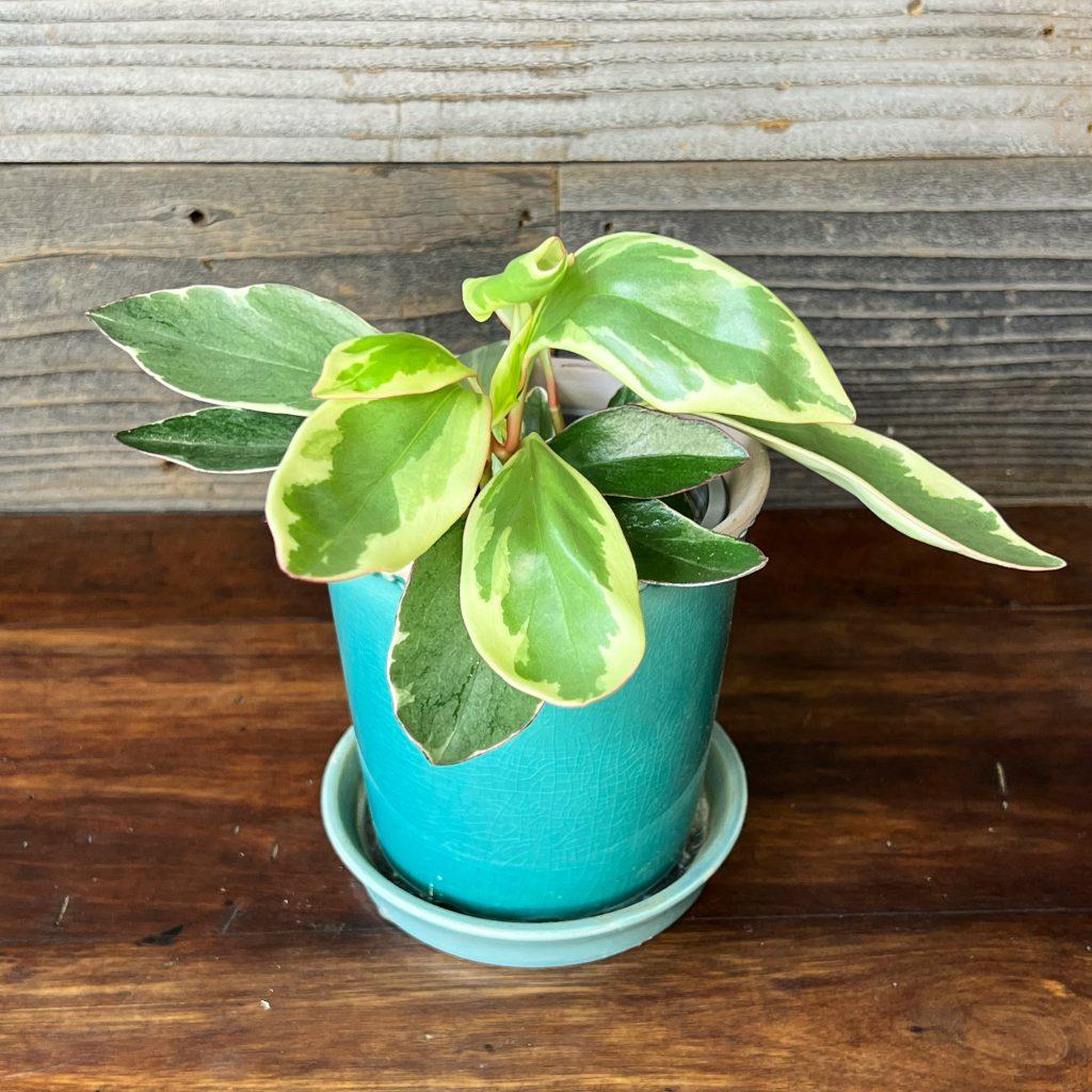 Peperomia Clusiifolia Ginny - View 3 from www redcrocus com