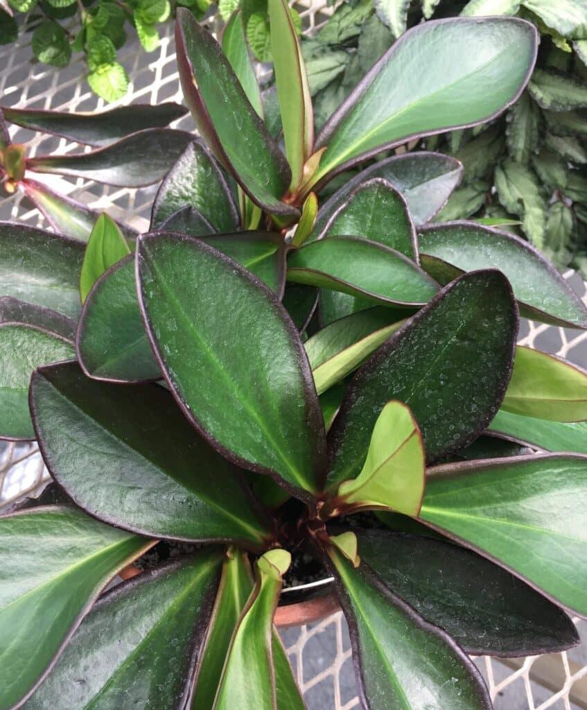 Peperomia Clusiifolia Ginny - View 5 from www redcrocus com