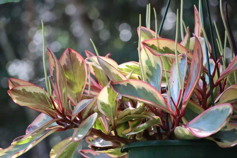 Peperomia Clusiifolia Ginny - View 7 from www redcrocus com
