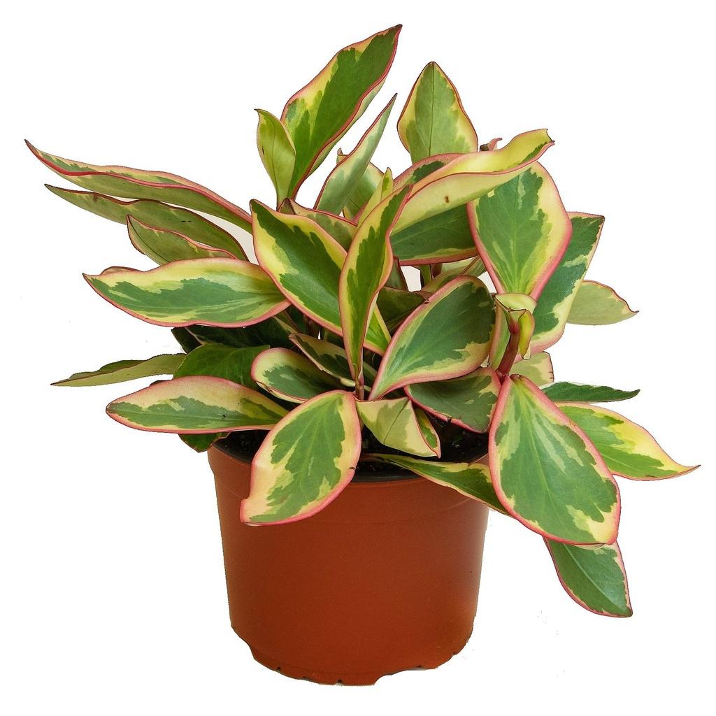 Peperomia Clusiifolia Ginny - View 8 from www redcrocus com