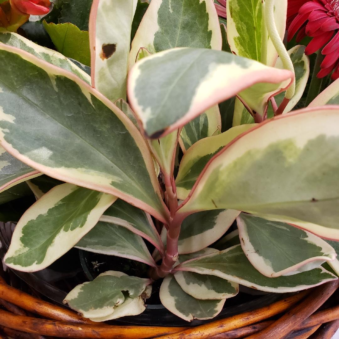 Peperomia Clusiifolia Ginny - View 9 from www redcrocus com