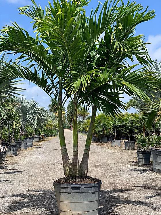 Palm, Adonidia Merrillii, Triple Stem - View 11 from www redcrocus com