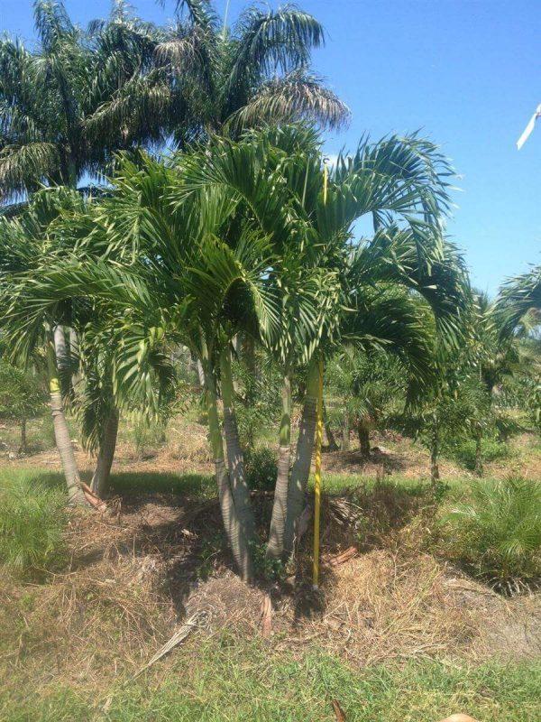 Palm, Adonidia Merrillii, Triple Stem - View 15 from www redcrocus com