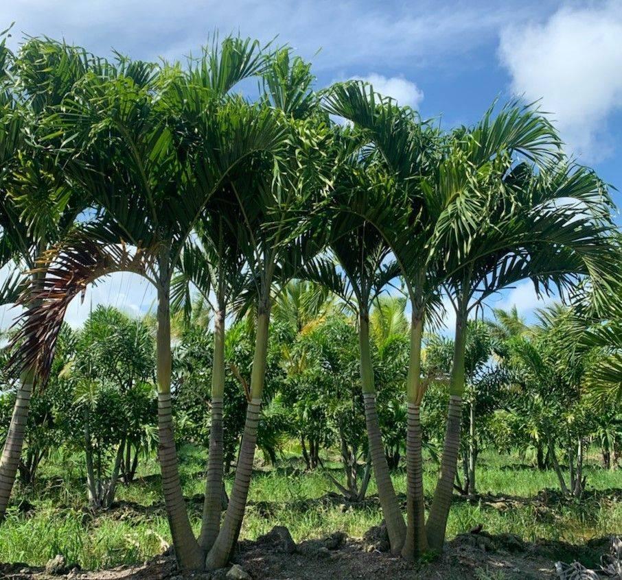 Palm, Adonidia Merrillii, Triple Stem - View 18 from www redcrocus com