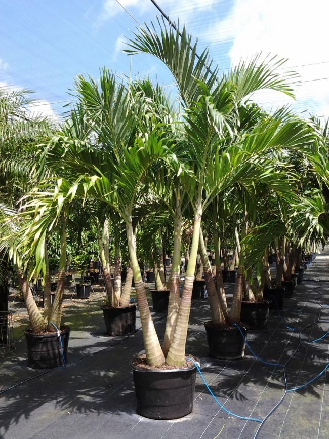 Palm, Adonidia Merrillii, Triple Stem - View 7 from www redcrocus com