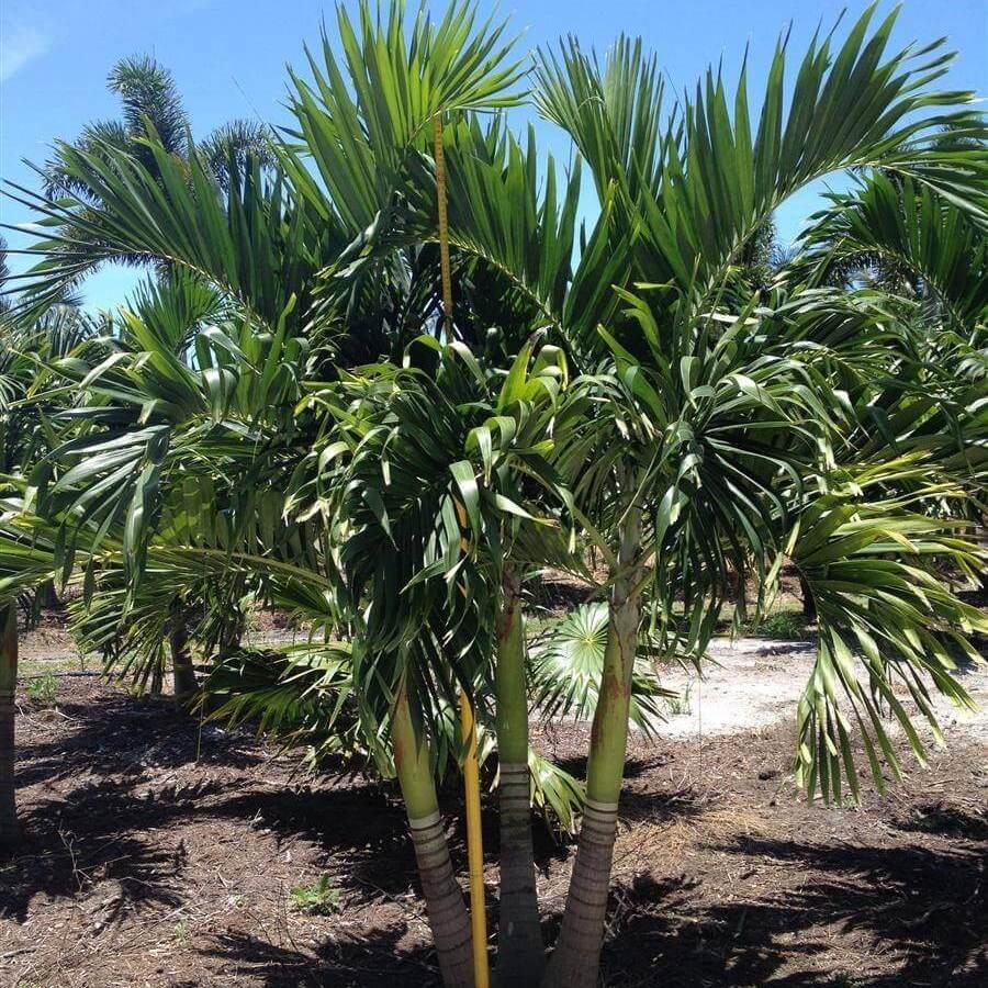 Palm, Adonidia Merrillii, Triple Stem - View 8 from www redcrocus com