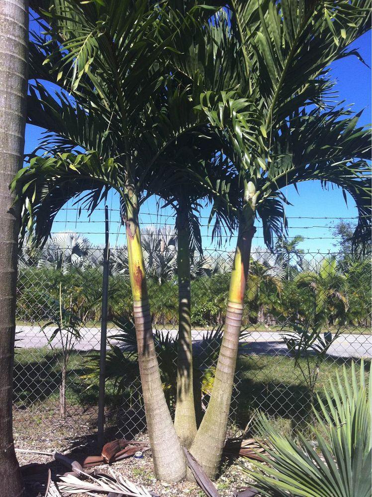 Palm, Adonidia Merrillii, Triple Stem - View 9 from www redcrocus com