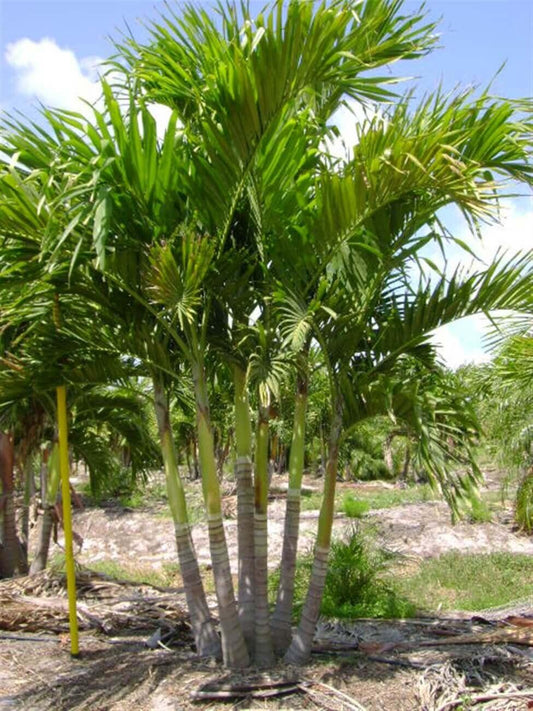 Palm Adonidia Merrillii Triple Stem - View 10 from www redcrocus com
