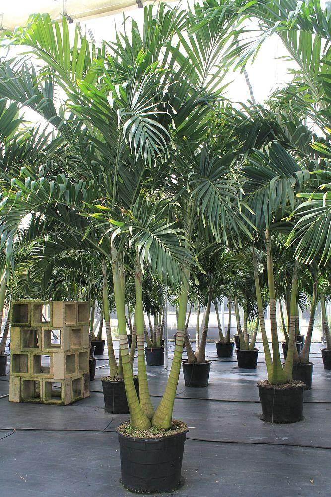 Palm Adonidia Merrillii Triple Stem - View 12 from www redcrocus com