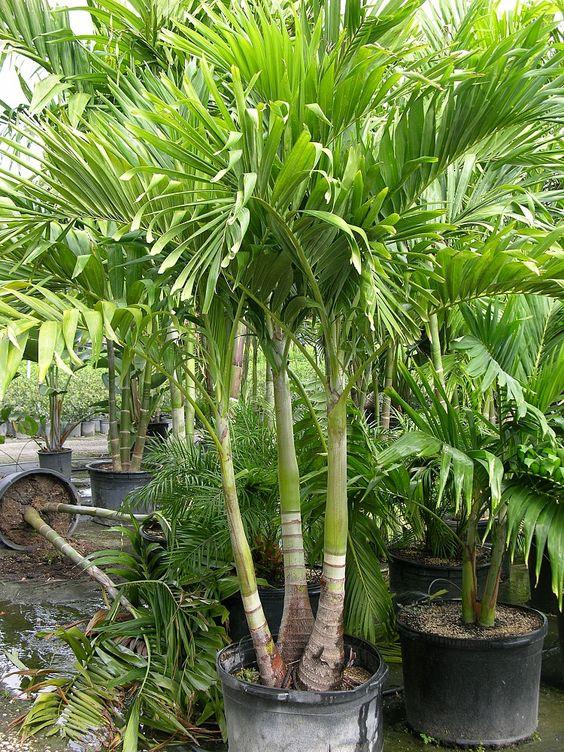 Palm Adonidia Merrillii Triple Stem - View 14 from www redcrocus com