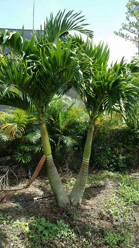 Palm Adonidia Merrillii Triple Stem - View 15 from www redcrocus com