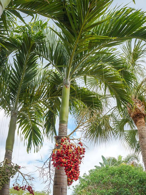 Palm Adonidia Merrillii Triple Stem - View 18 from www redcrocus com