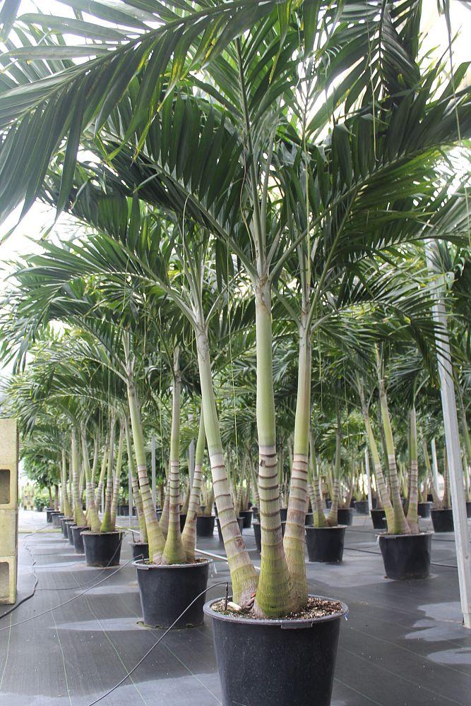 Palm Adonidia Merrillii Triple Stem - View 19 from www redcrocus com