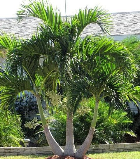 Palm Adonidia Merrillii Triple Stem - View 2 from www redcrocus com