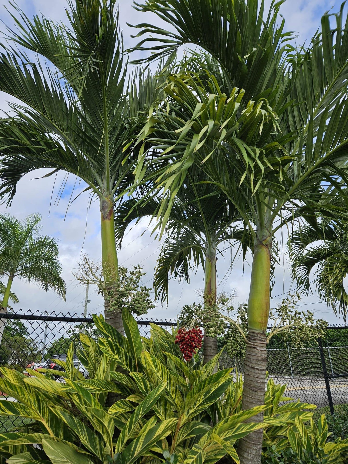 Palm Adonidia Merrillii Triple Stem - View 8 from www redcrocus com