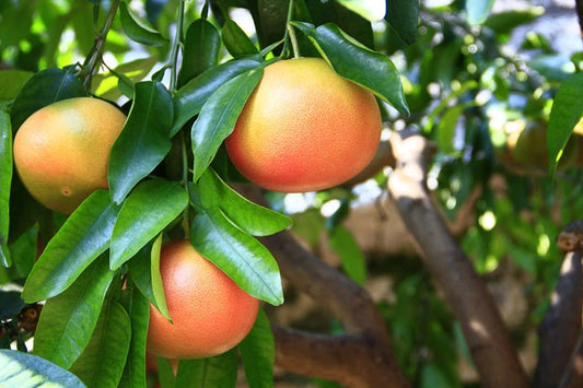 Grapefruit Tree–Assorted–Vibrant citrus plant  10 Gallon