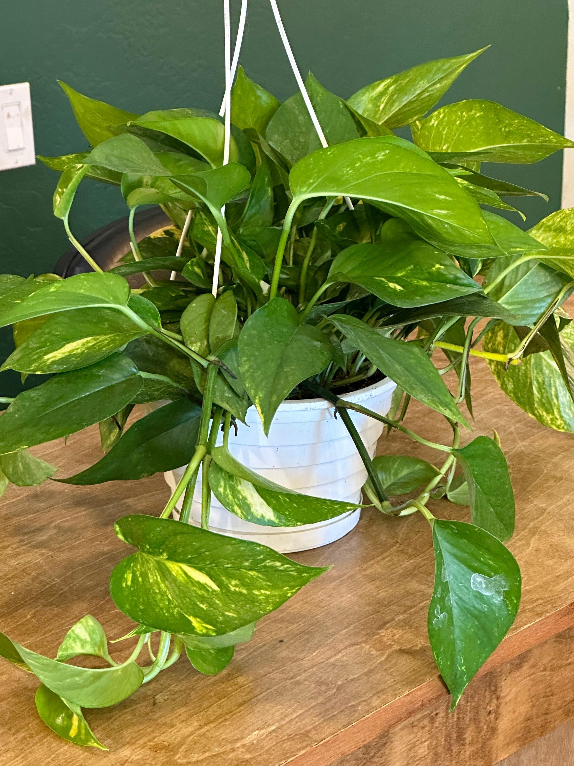 Pothos Epipremnum Hawaiian - View 11 from www redcrocus com