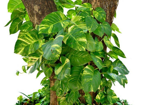 Pothos Epipremnum Hawaiian - View 1 from www redcrocus com