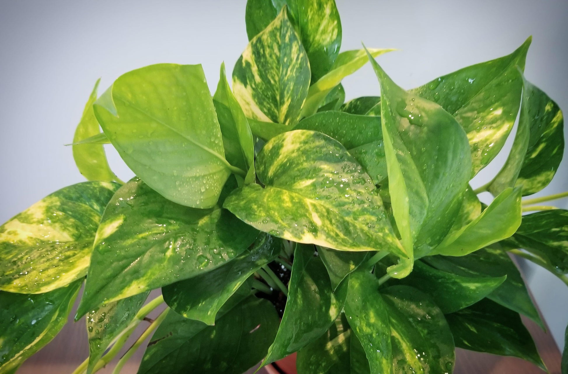 Pothos Epipremnum Hawaiian - View 2 from www redcrocus com