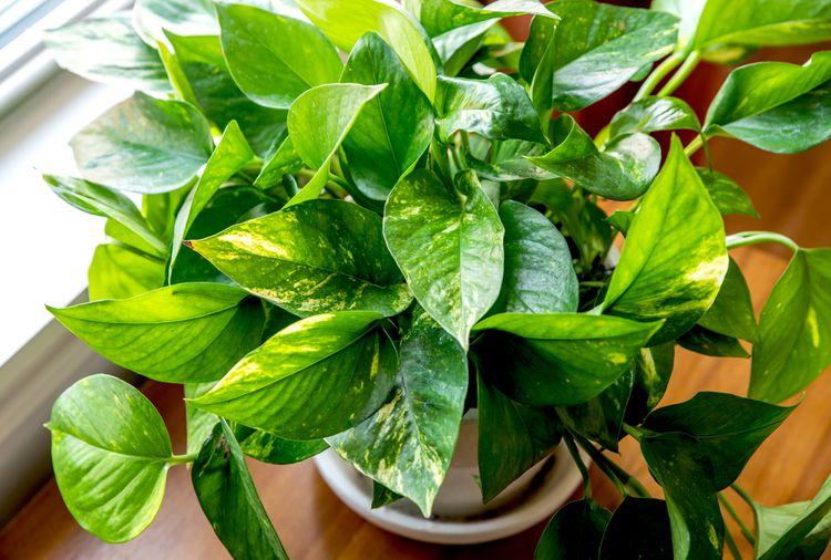 Pothos Epipremnum Hawaiian - View 6 from www redcrocus com