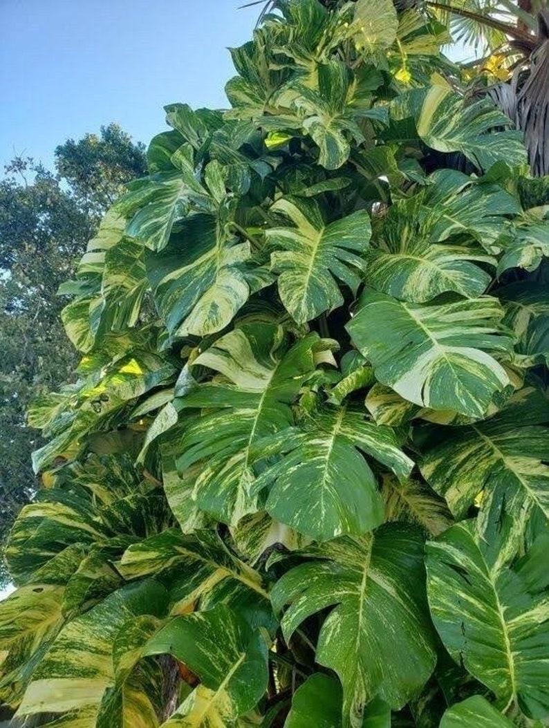 Pothos Epipremnum Hawaiian - View 7 from www redcrocus com