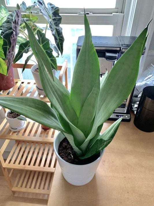 Sansevieria Trifasciata Moonshine - View 10 from www redcrocus com