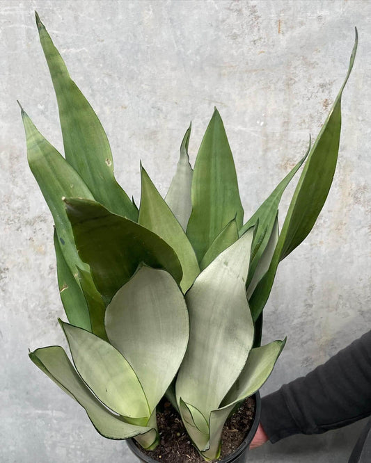 Sansevieria Trifasciata Moonshine - View 1 from www redcrocus com