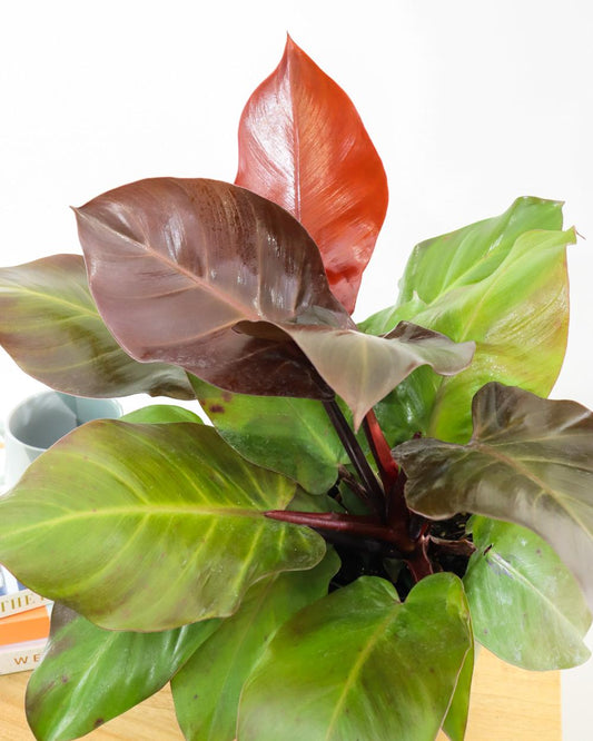 Philodendron Mccolley S Finale - View 11 from www redcrocus com