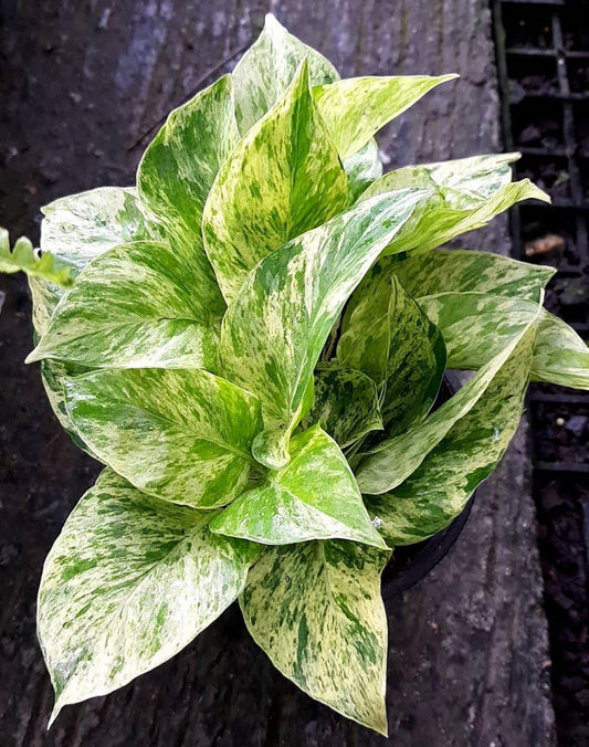Pothos Epipremnum Aureum Marble Queen - View 1 from www redcrocus com