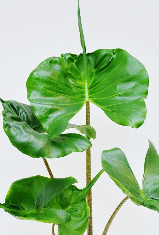 Alocasia Stingray - View 1 from www redcrocus com
