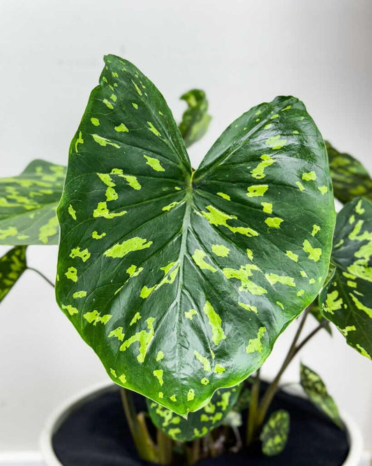 Alocasia Hilo Beauty - View 10 from www redcrocus com