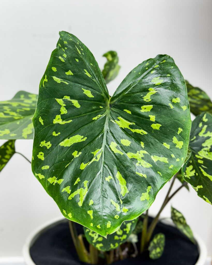 Alocasia Hilo Beauty - View 10 from www redcrocus com