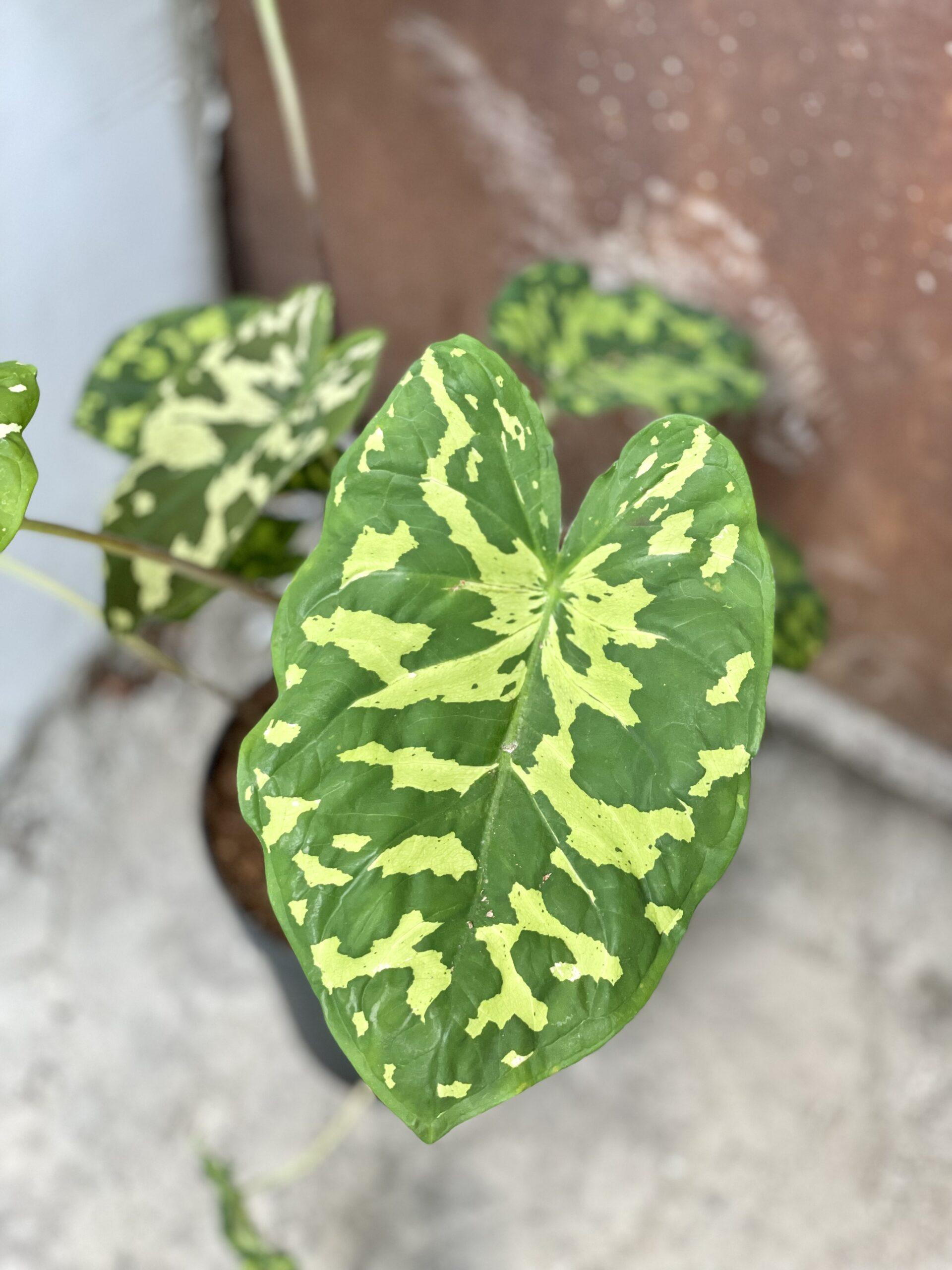 Alocasia Hilo Beauty - View 12 from www redcrocus com