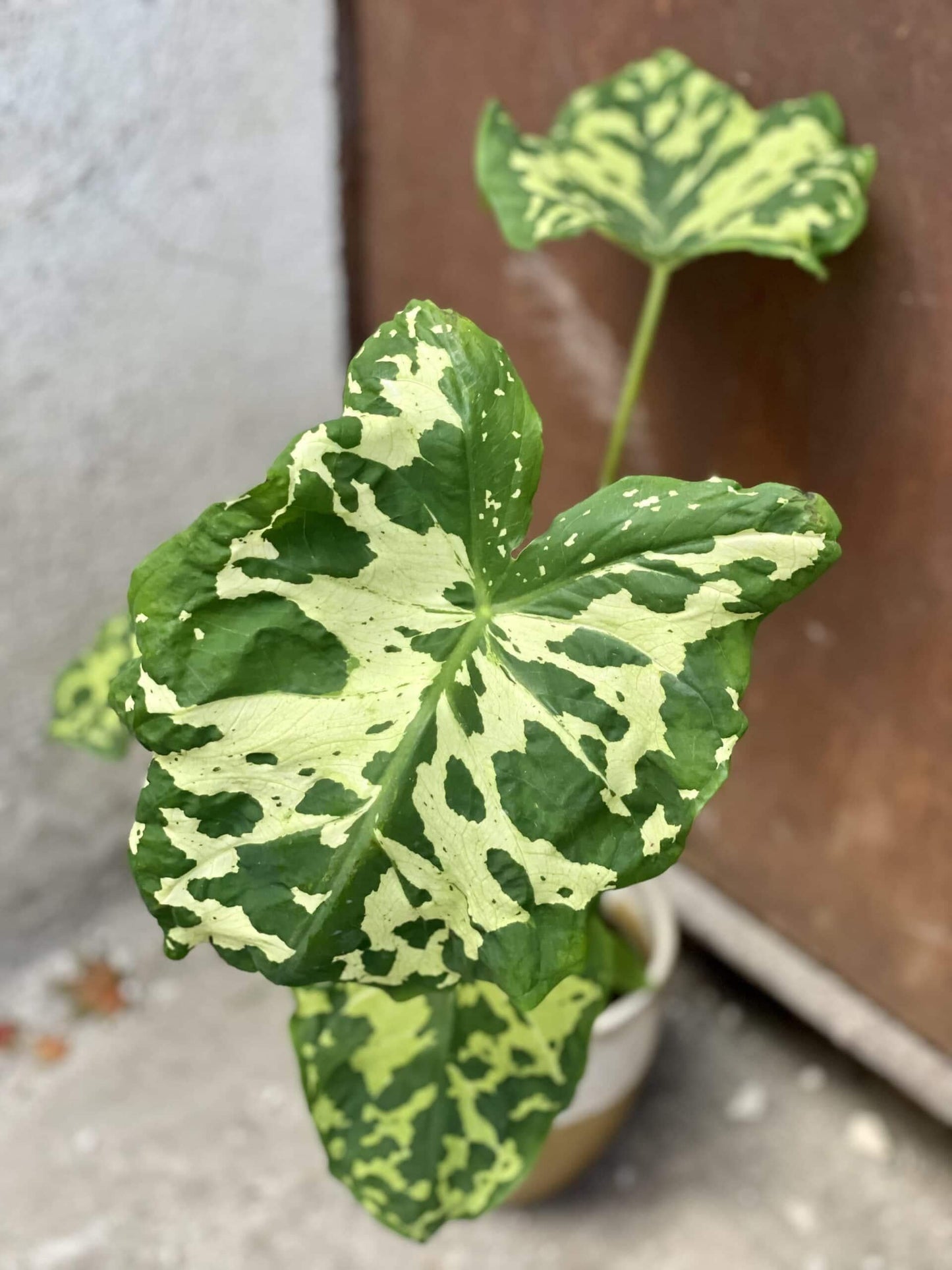 Alocasia Hilo Beauty - View 13 from www redcrocus com
