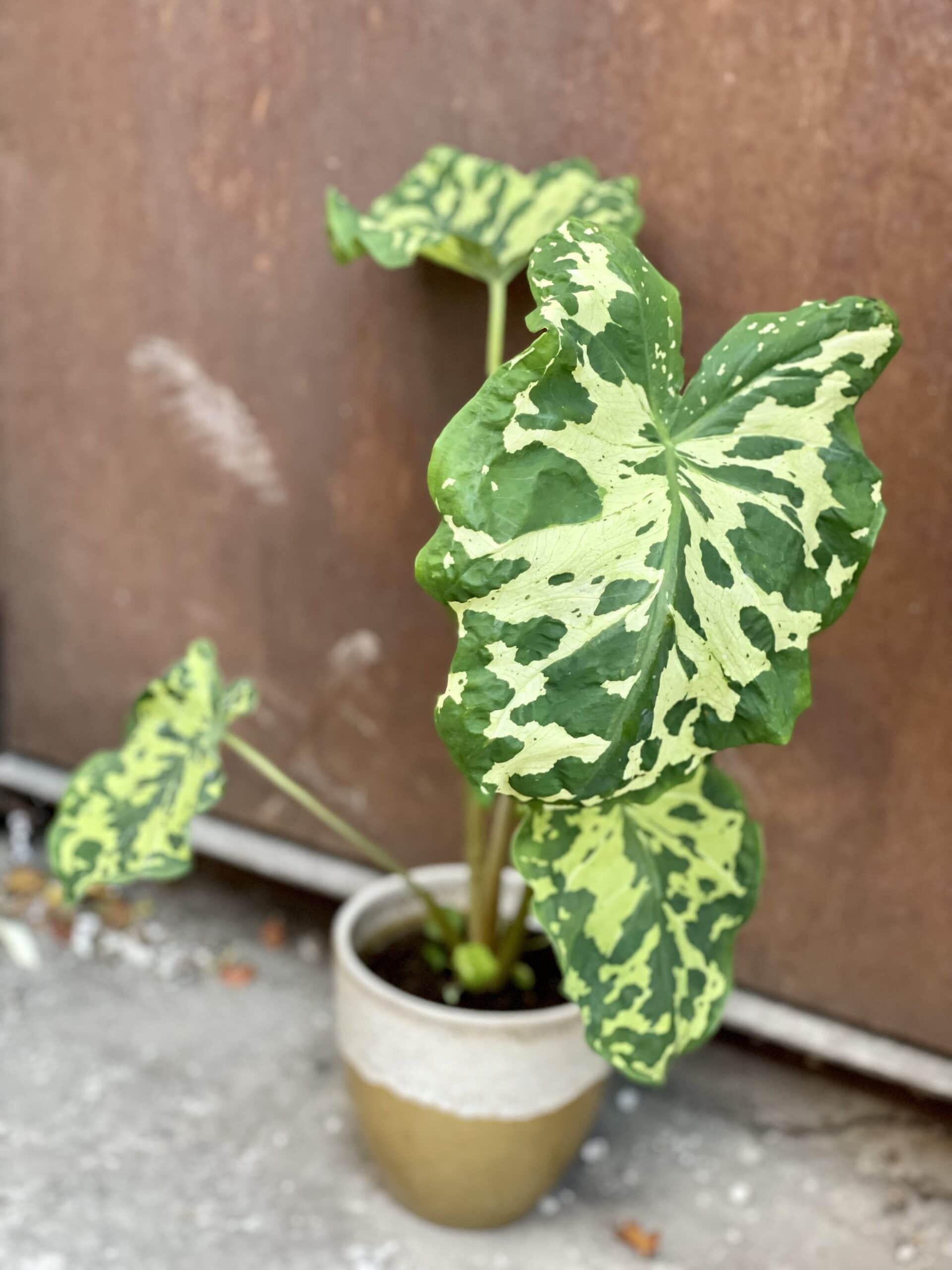 Alocasia Hilo Beauty - View 14 from www redcrocus com