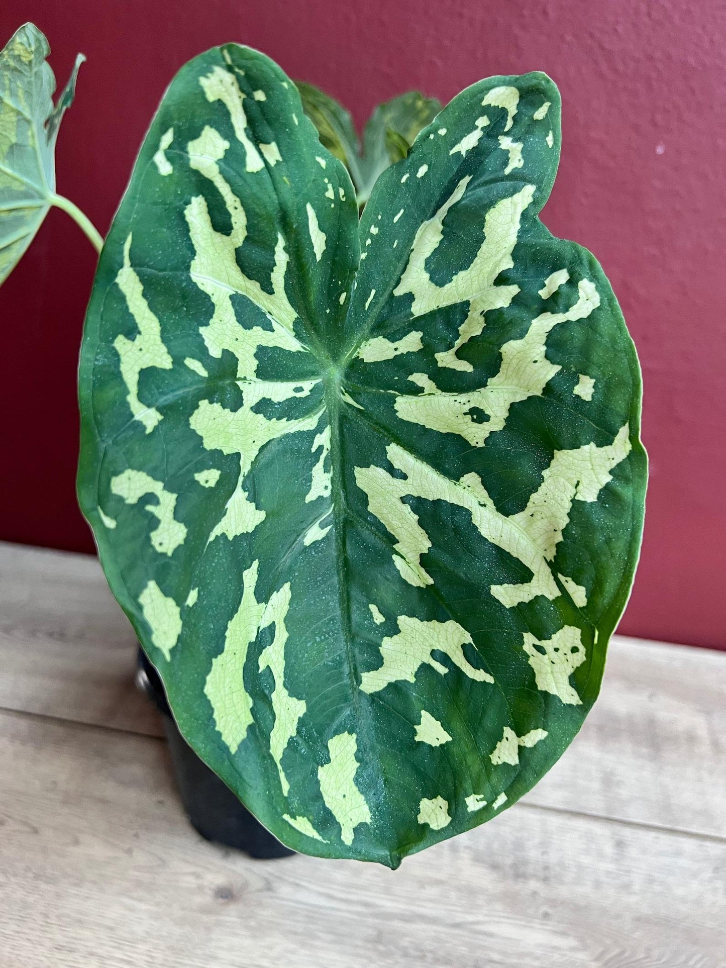 Alocasia Hilo Beauty - View 15 from www redcrocus com
