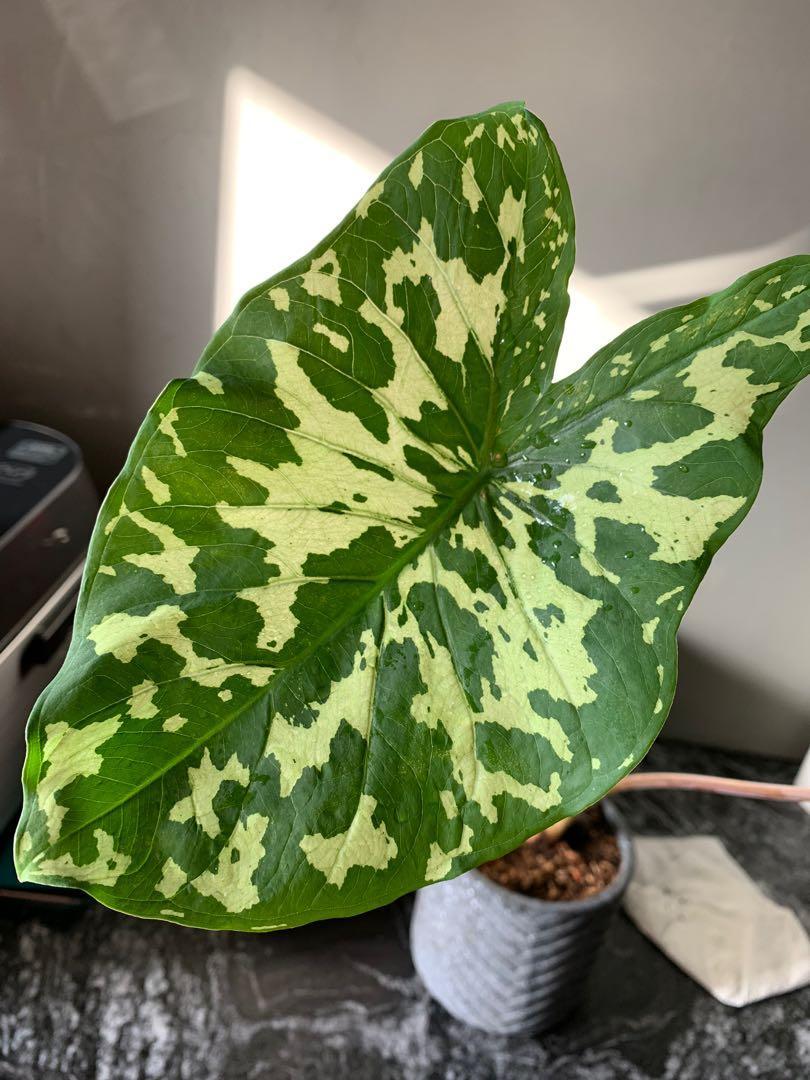 Alocasia Hilo Beauty - View 17 from www redcrocus com