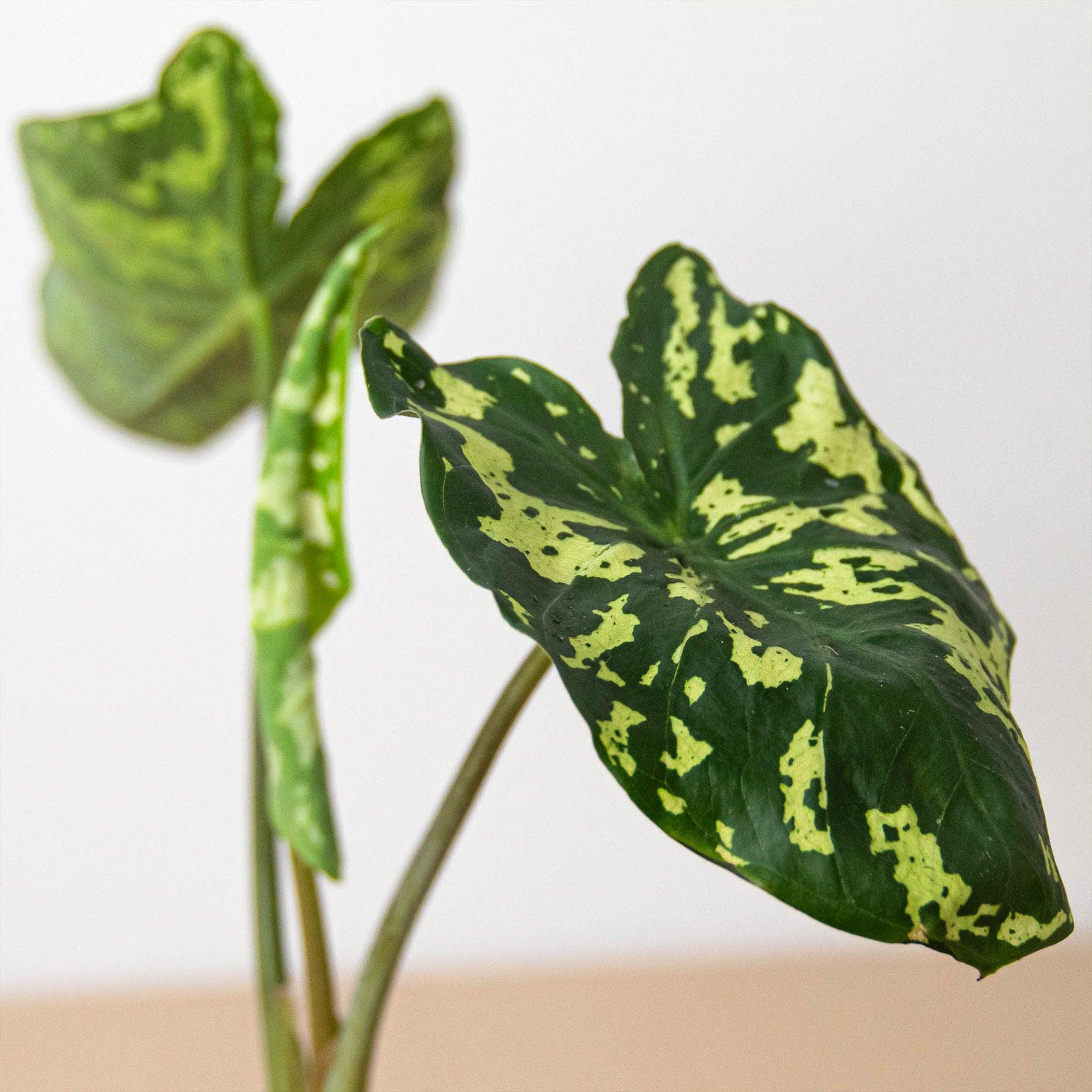Alocasia Hilo Beauty - View 18 from www redcrocus com