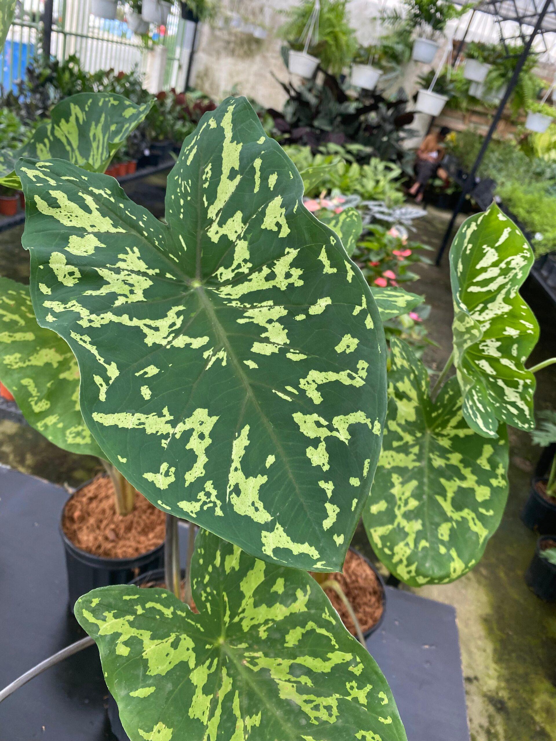 Alocasia Hilo Beauty - View 19 from www redcrocus com