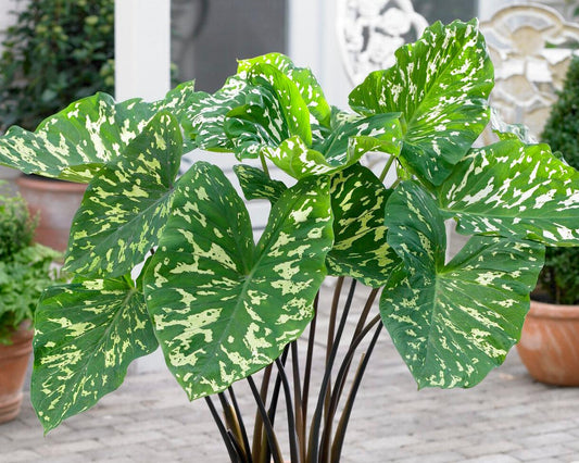 Alocasia Hilo Beauty - View 1 from www redcrocus com