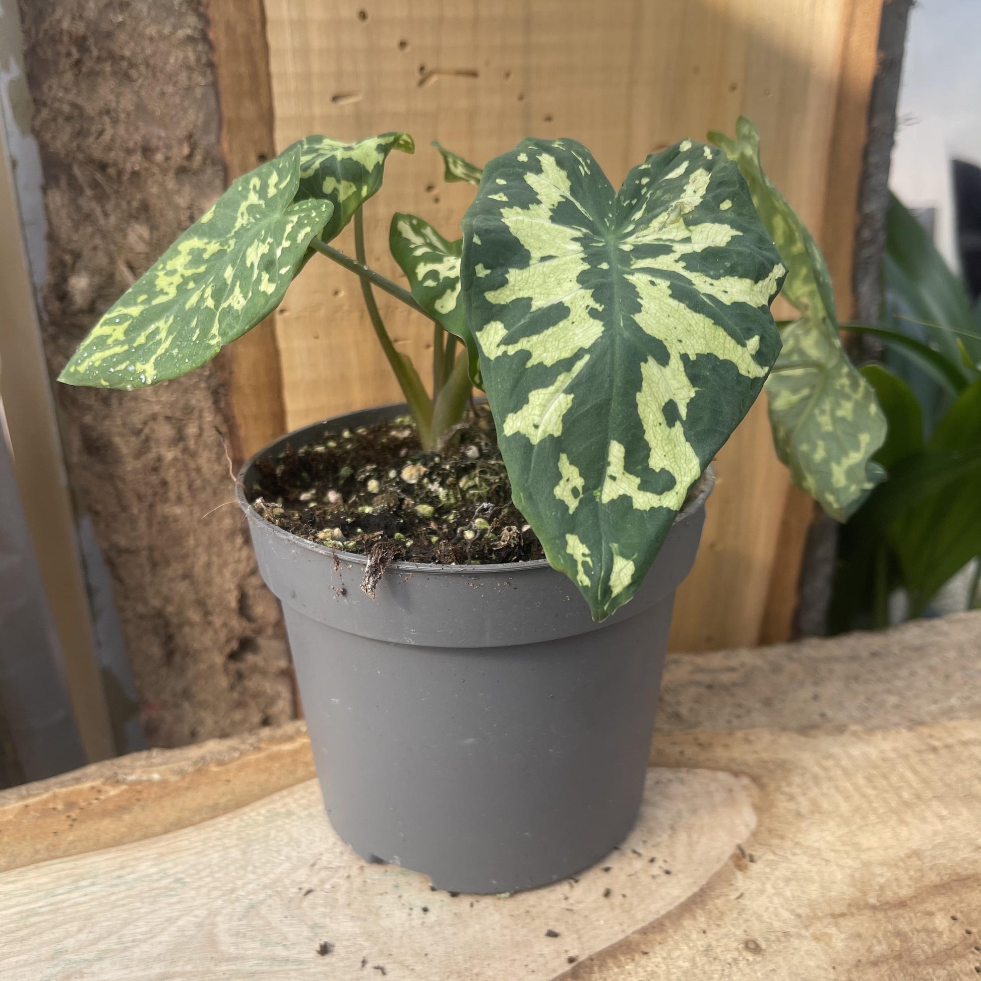 Alocasia Hilo Beauty - View 20 from www redcrocus com