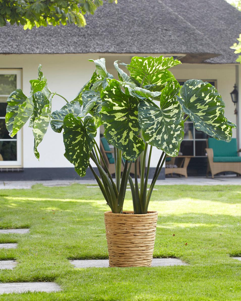 Alocasia Hilo Beauty - View 2 from www redcrocus com