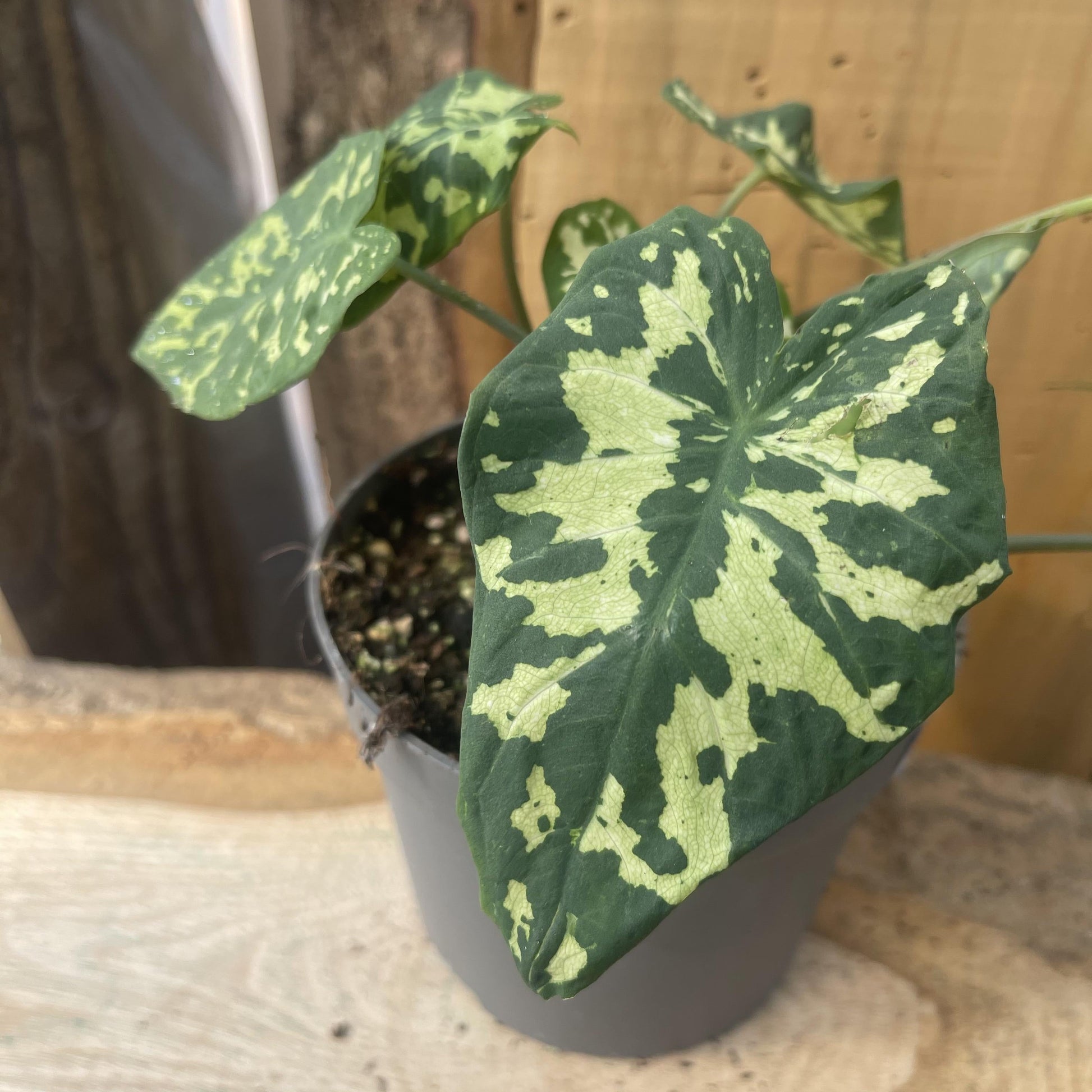 Alocasia Hilo Beauty - View 3 from www redcrocus com