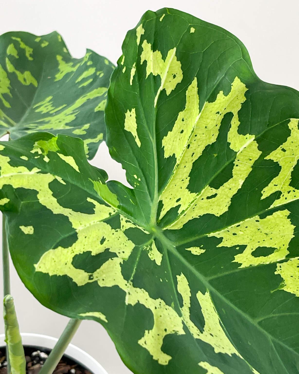Alocasia Hilo Beauty - View 4 from www redcrocus com
